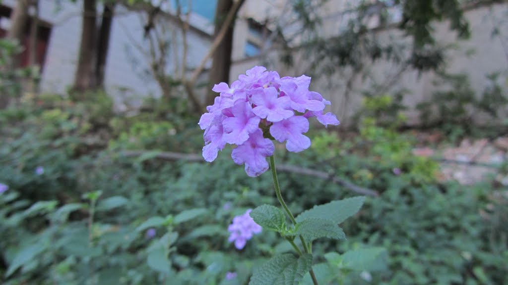 Mauve Lantana by HUANG Xin