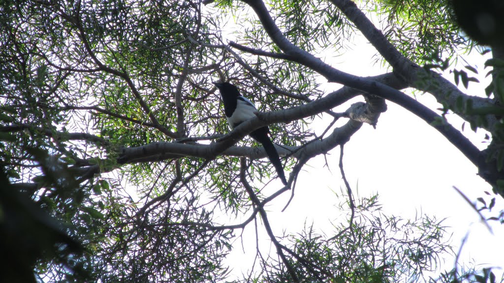 Magpie in the tree by HUANG Xin