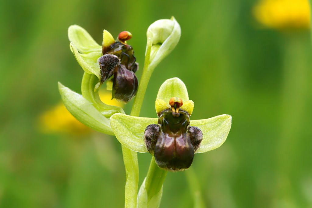 Ophrys bombyliflora by Mario Dell'Omo