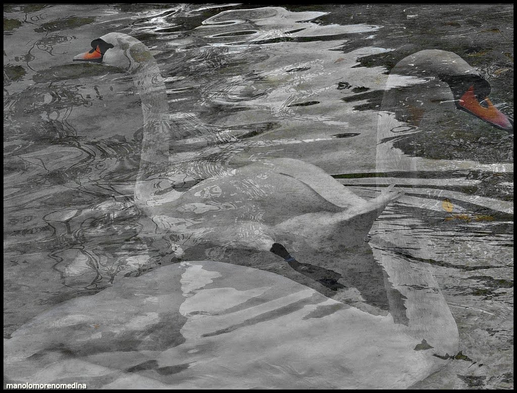 CISNES EN EL PARQUE GRANDE by manolomorenomedina