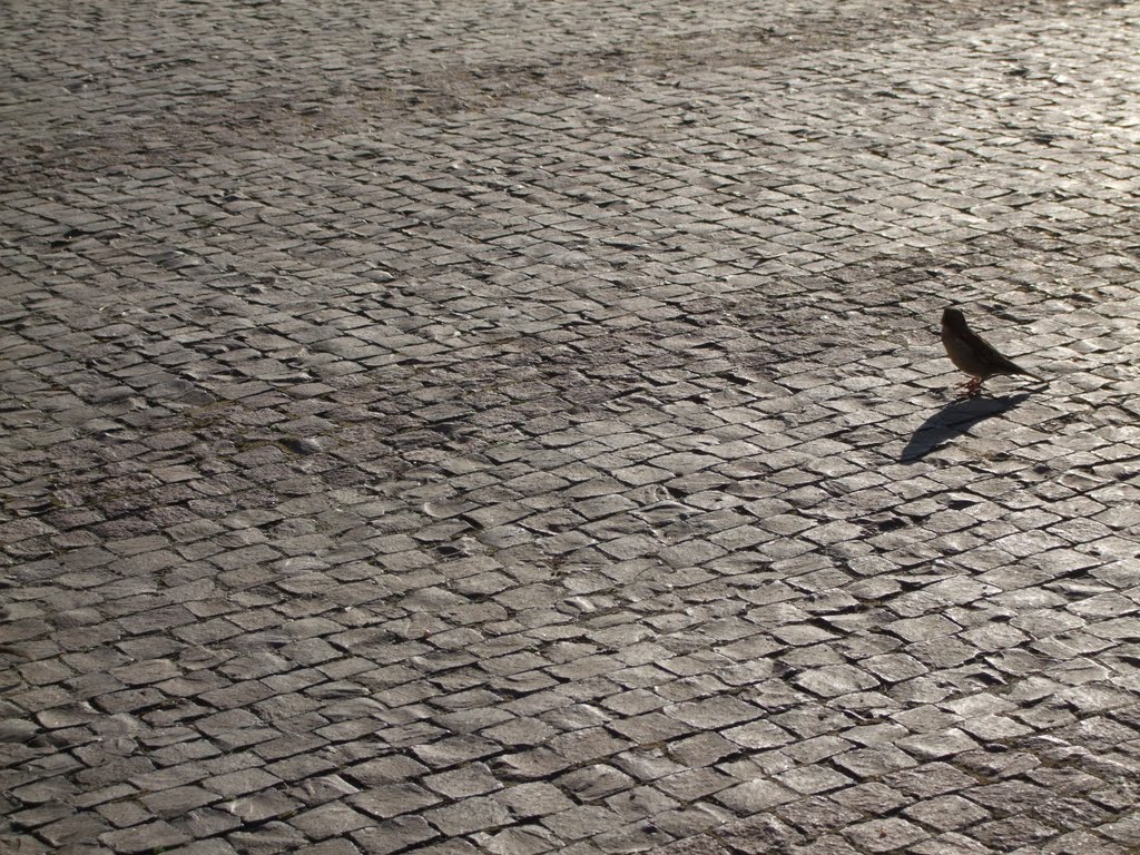 Hello, I'm a Sparrow and this is my shadow. I can't bellow but I'm a good fellow by Katona Ferenc