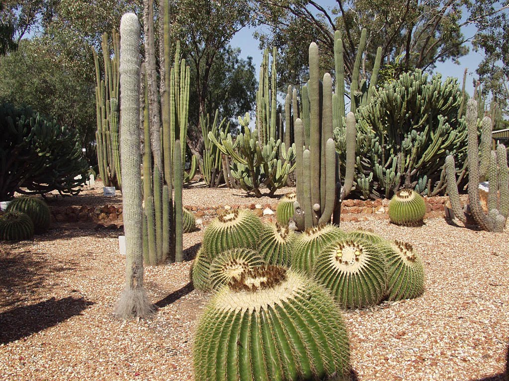 Питомник кактусов (Cactus nursery) by Nata Putevodka