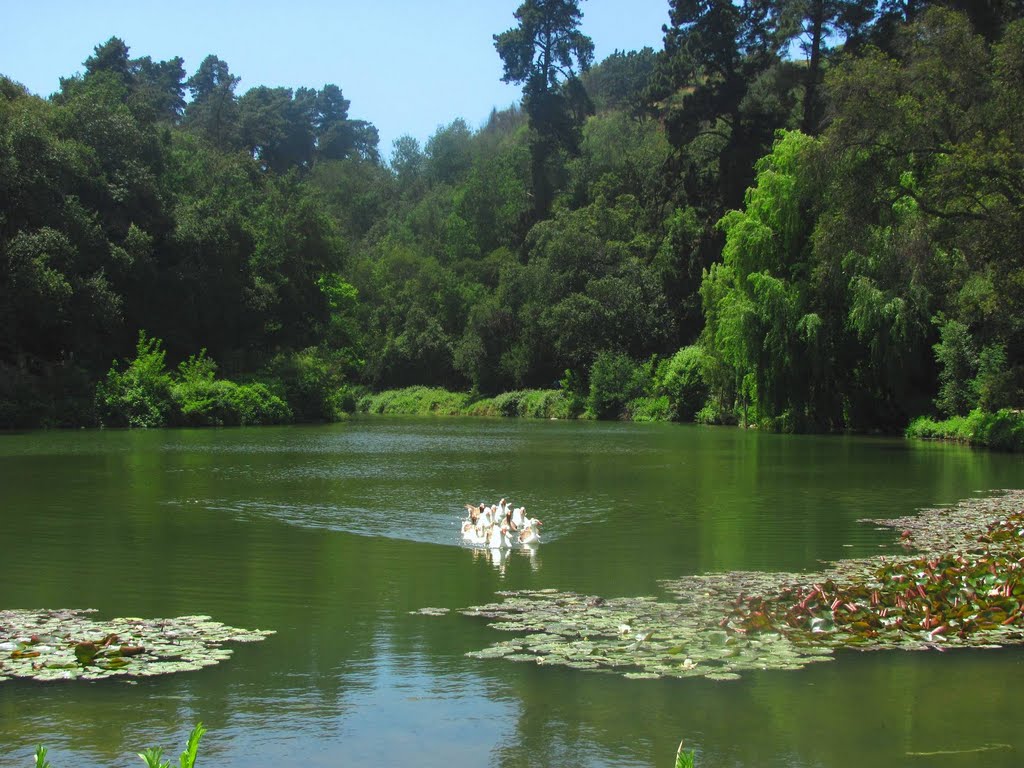 Laguna de Jardin Botanico by francisco rojas chic…