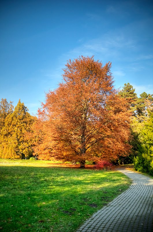 Szarvasi arborétum (HDR) by Gyuss