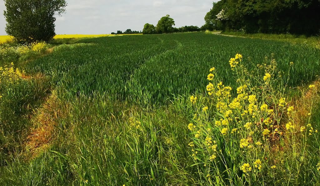 Suffolk spring rapeseed. by knowle