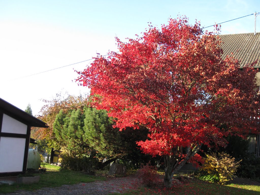 Herbstfarben by Mirco D.L.