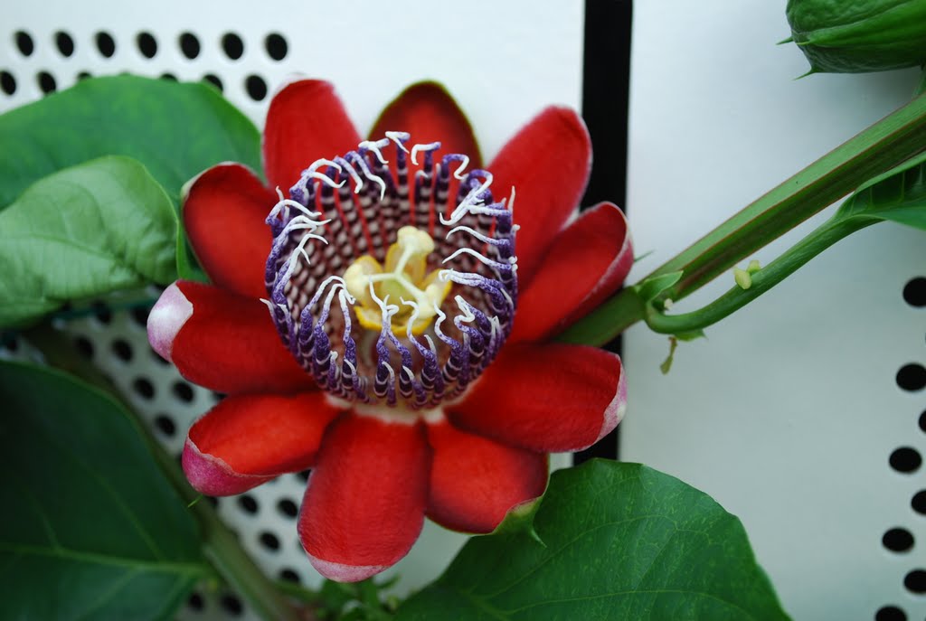 Passion flower by David Spence