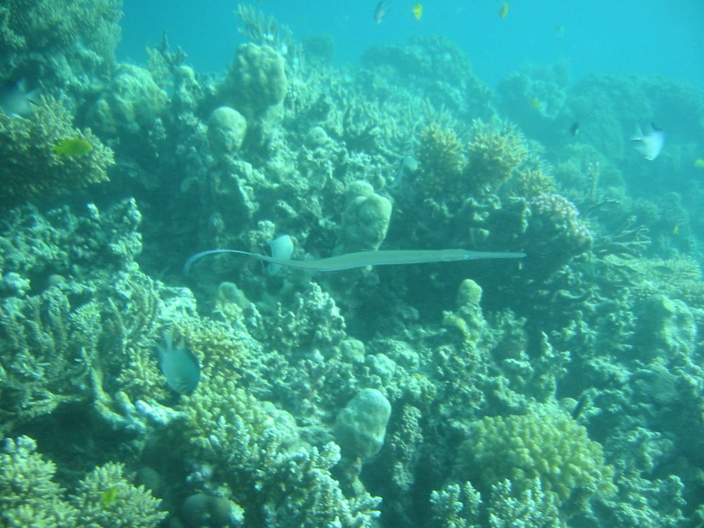 Cornetfish by PepoH