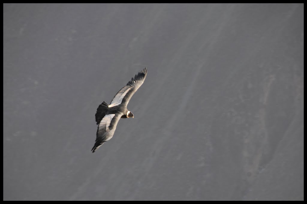 Cóndor - Cañón del Colca by Eiderduck