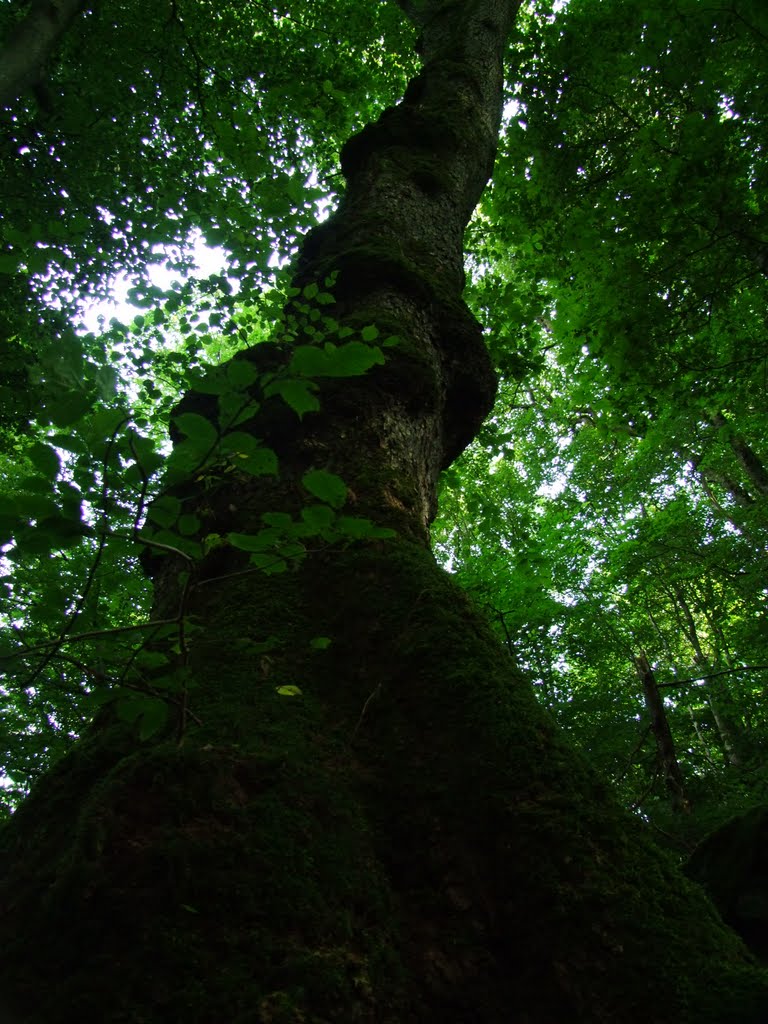 An Ancient Elm by Mark M Holmes