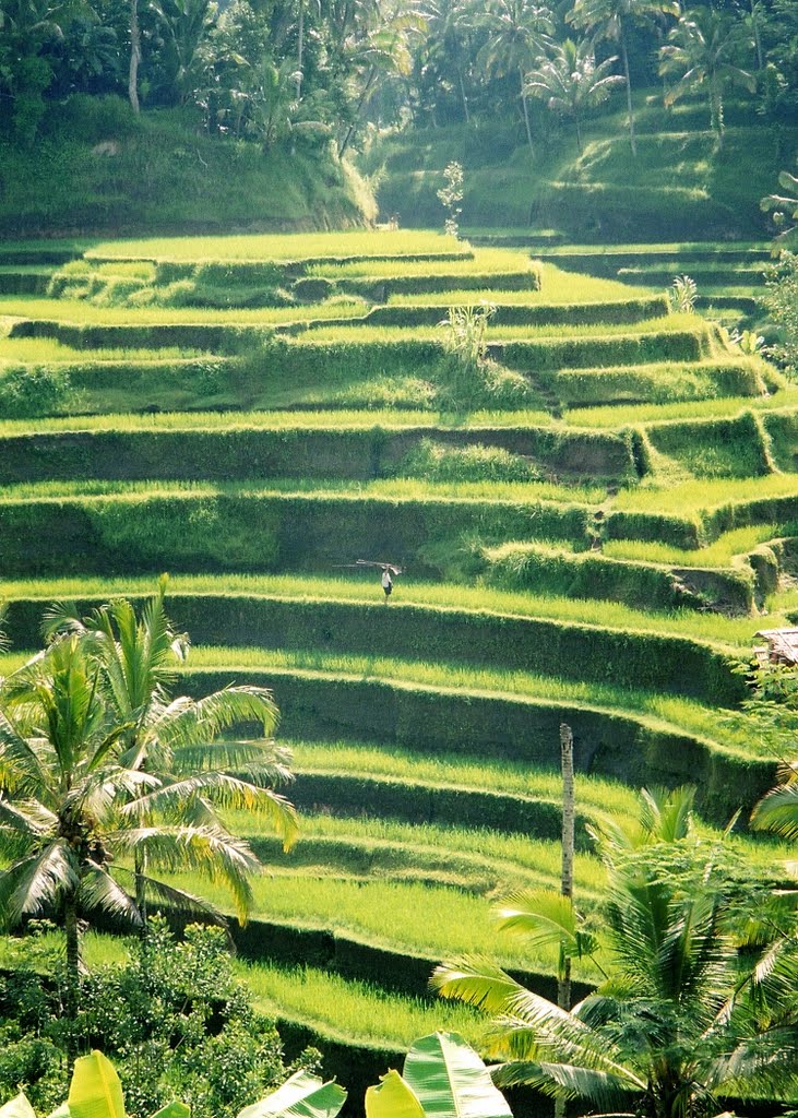 A woman carrying a palm fond as she walks along the rice terrace at Tegallalang. 03/2005 by NSKK