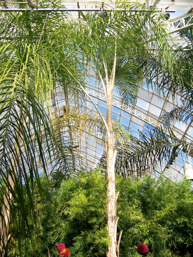 Phipps Conservatory - Palm Court by Sarah Snyder