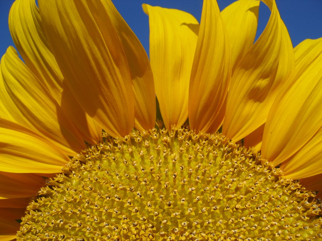 Sunflower by shaunikadearman