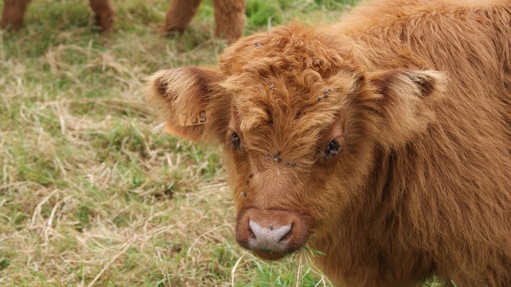 Nantes vaches bords de sèvres Jeune veau Ecossais by dom44