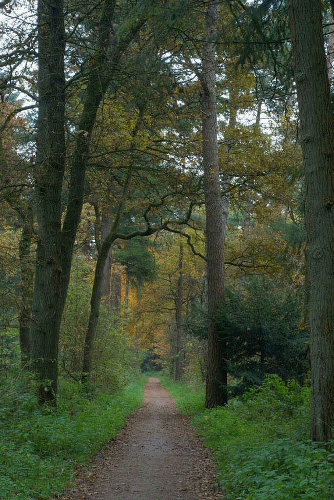 De Lage Vuursche by Marco Lucas