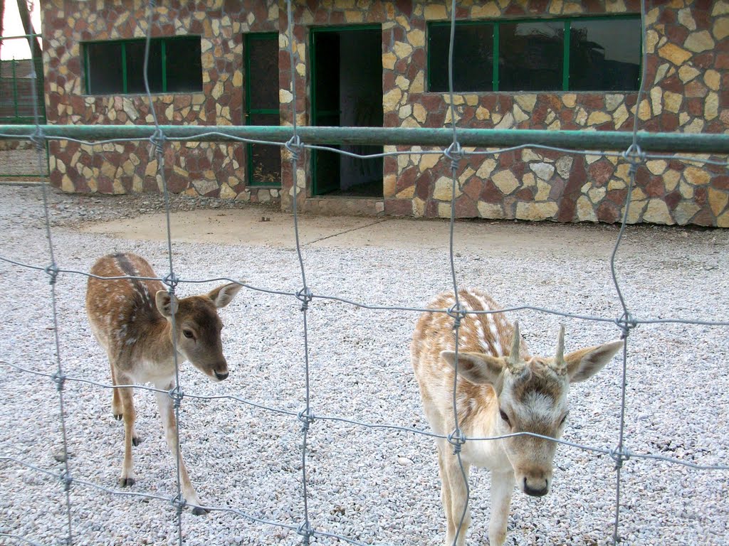 Zoo Skopje by nenad tasev