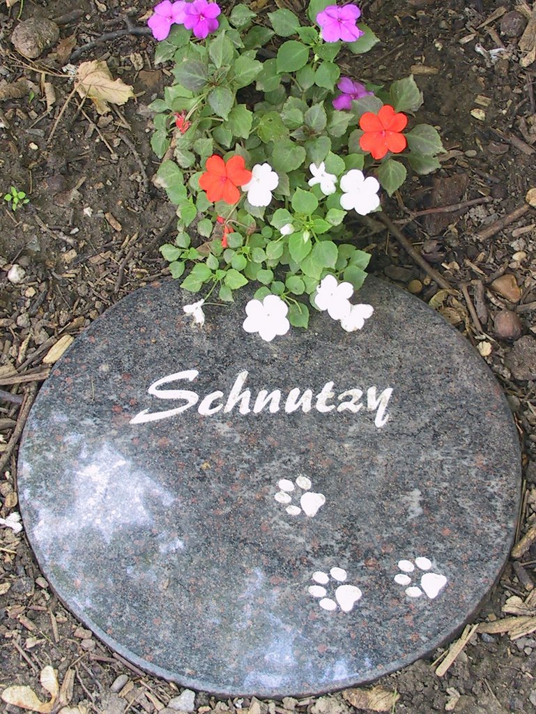 Hier im Garten sind unsere geliebte Katze Schnutzy (15) und ihr Sohn, Kater Carlo (19), begraben. Sie schnurren jetzt im "Katzenhimmel" ewiglich. by Bernd Bruns