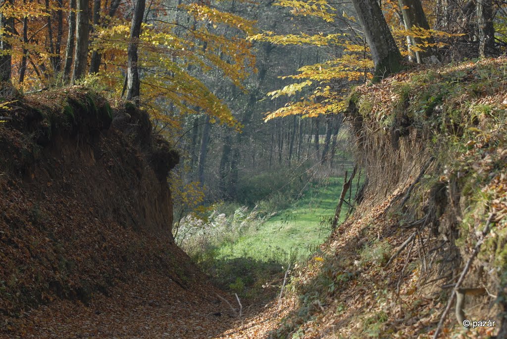 Autumn in the beech forest XI. by László Pazár