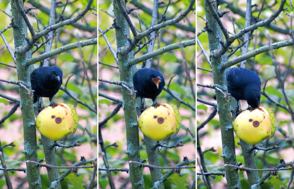 Obst-Tag bei Herrn Amsel. ©byUdoSm.the2nd by ©UdoSm.the2nd