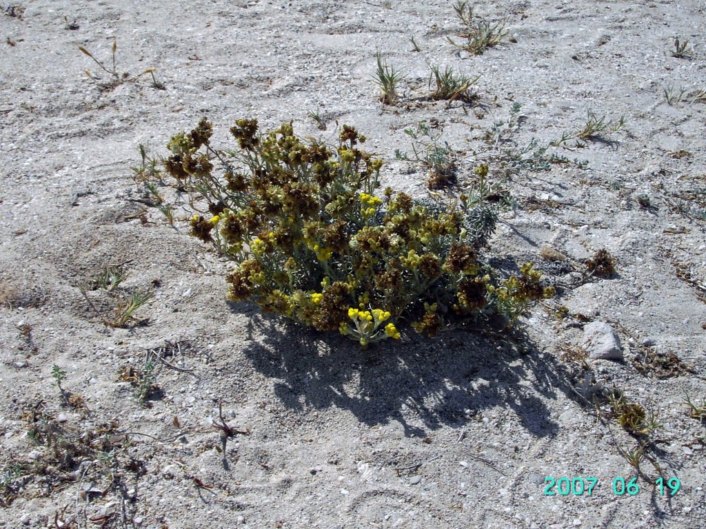 Fleures dans le sable de Cala Sabina by Andrés Lopez