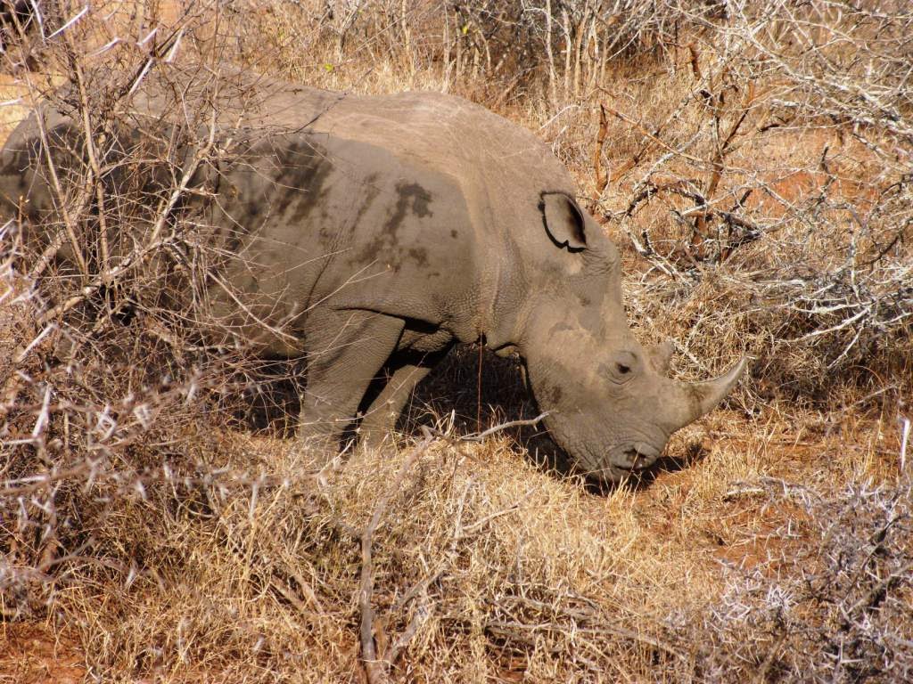 Kruger National Park - rinoceronte by maresa maremagna