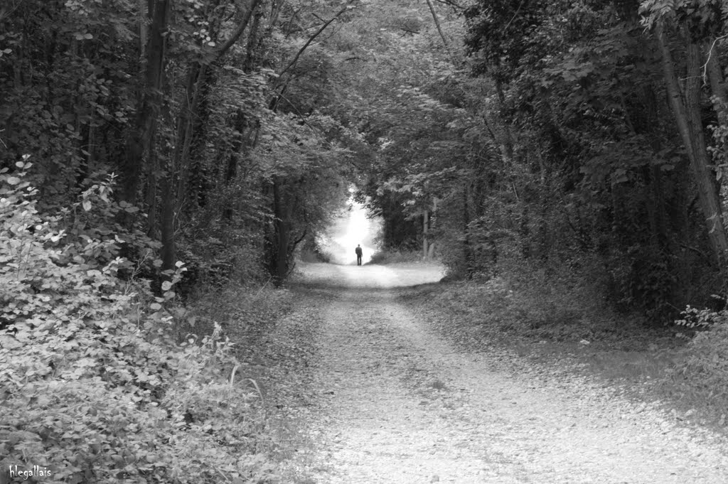 Tunnel de verdure en noir et blanc by hlegallais