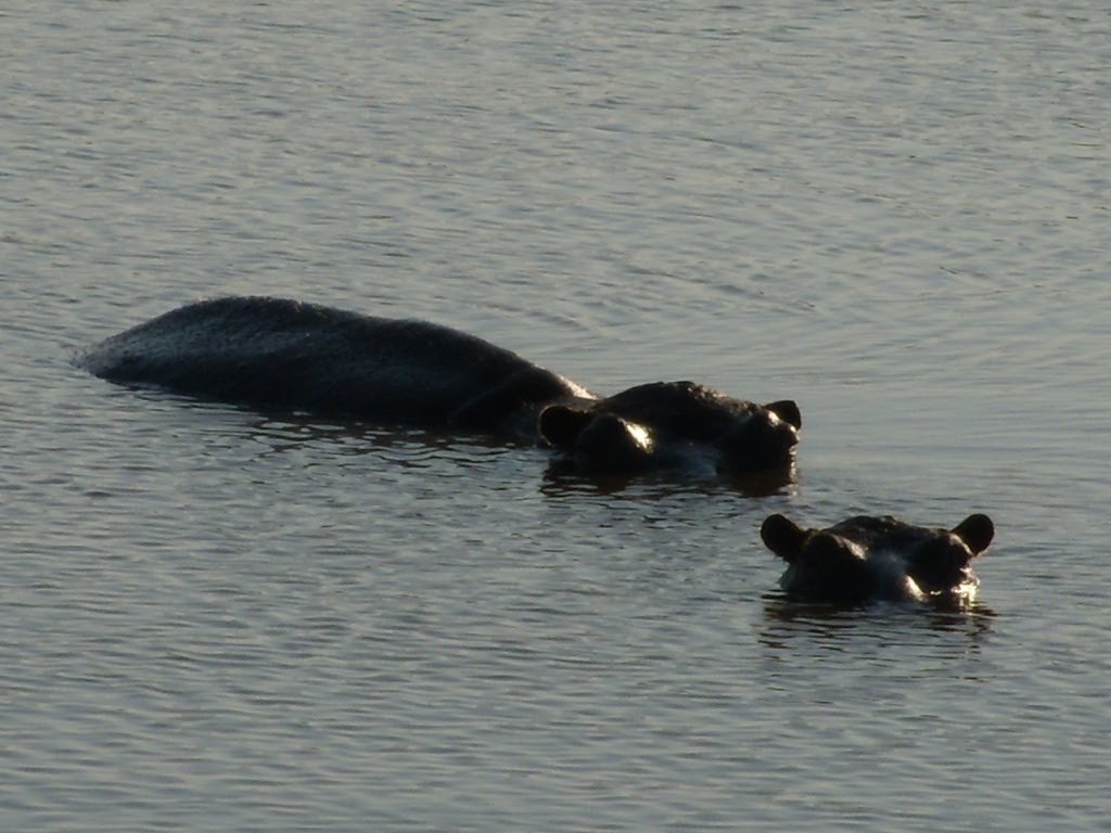 Kruger National Park - ippopotami by maresa maremagna