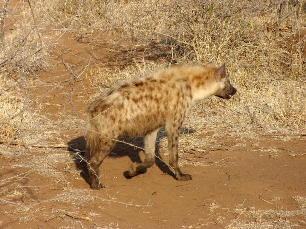 Kruger National Park - iena by maresa maremagna