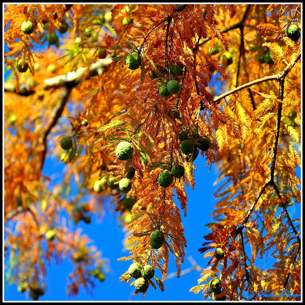 ~ Red Cypress ~ by Bubu Pescar