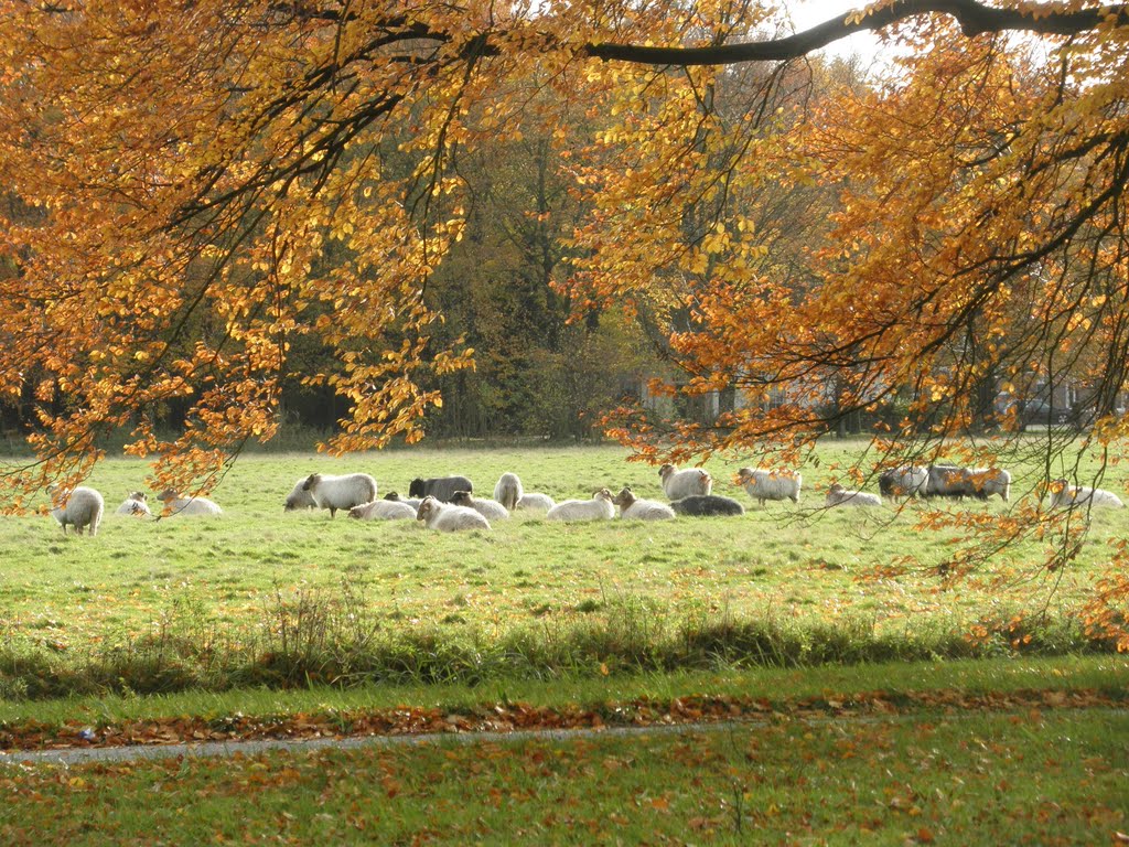 Schaapjes op Houdringe by Mart61