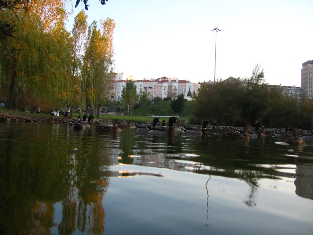 Lago de jardim by Michael Parrulas