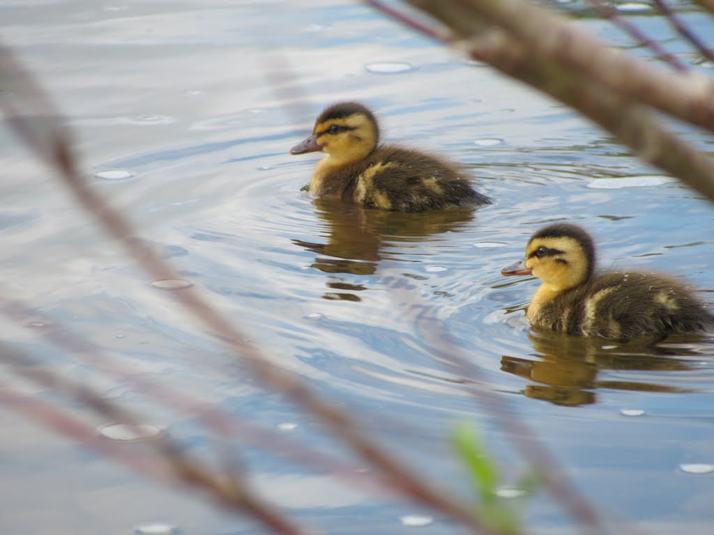 Twin Ducklings by Thereforebefore