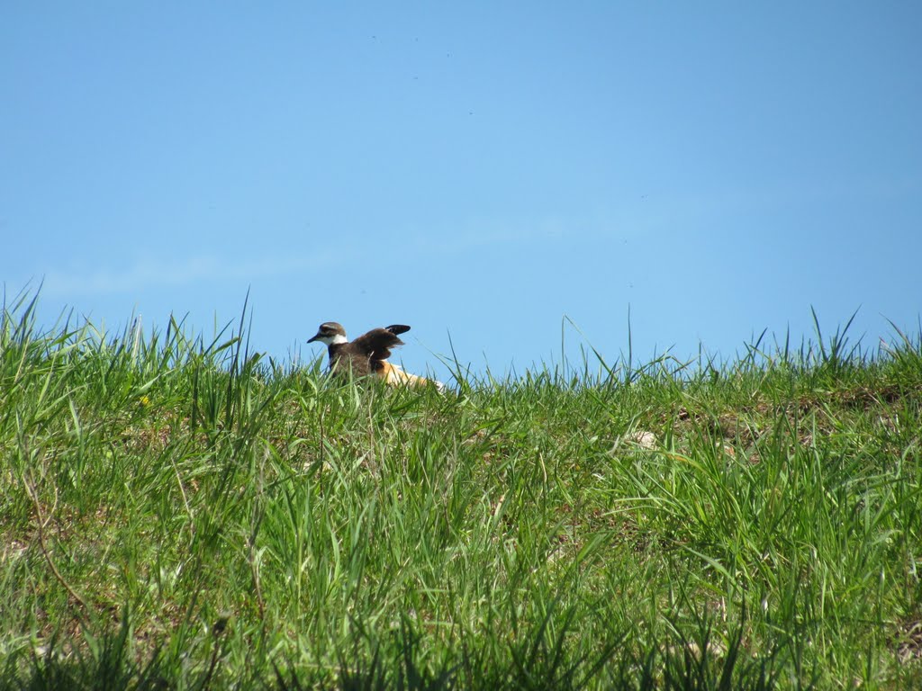 Killdeer on Display by Thereforebefore