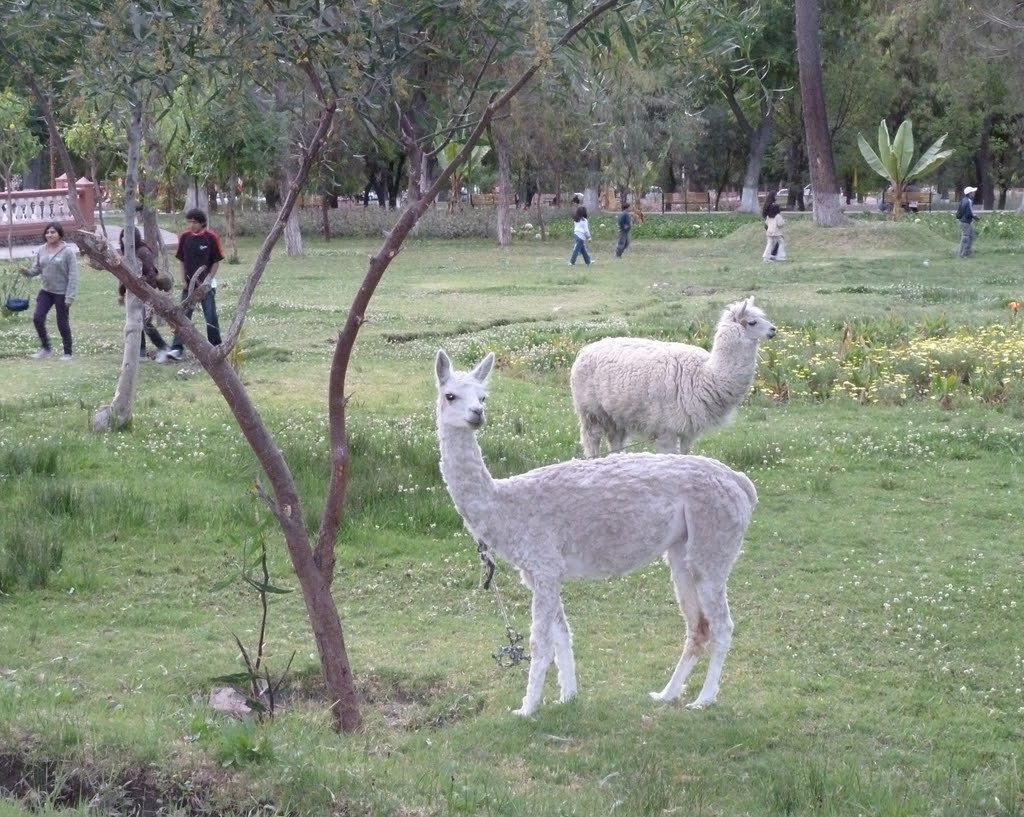 Llamas, Parque Selva Allegre, Oct 17 2010 by KirillPankratov