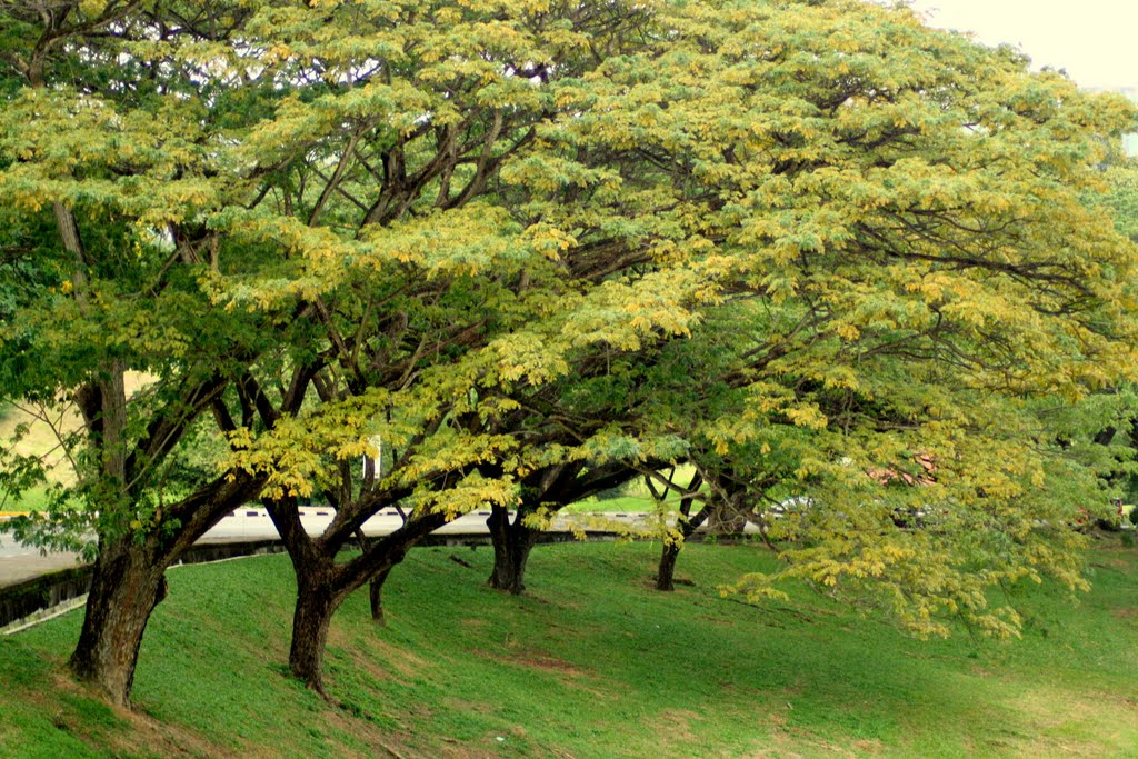 Shady Trees @ USM by machmoedie