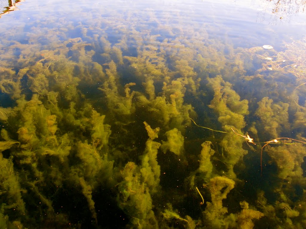 Algae on dead Lily Stems by Trevor Boesch