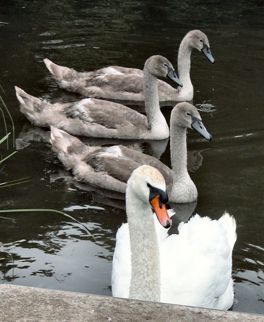 Swan with cygnets Queens Park Pond by justjake