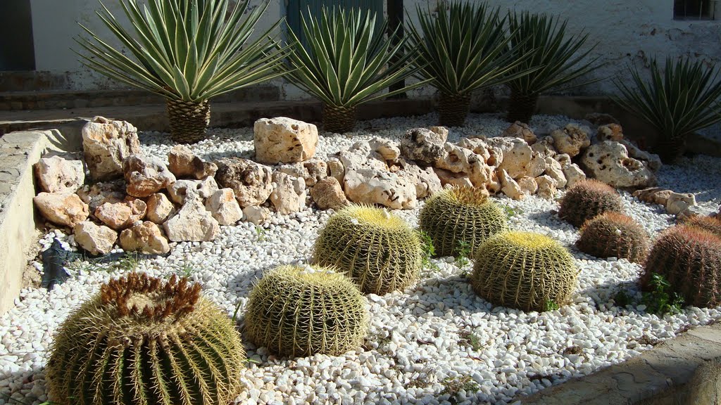 Jardin de crasas de la plazeta de la Ermita, Torreblanca by Juan Emilio Prades B…