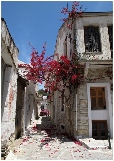 Наксос, Халки / Greece Сyсlades Naxos Chalkio ./ бугенвилия by komarische