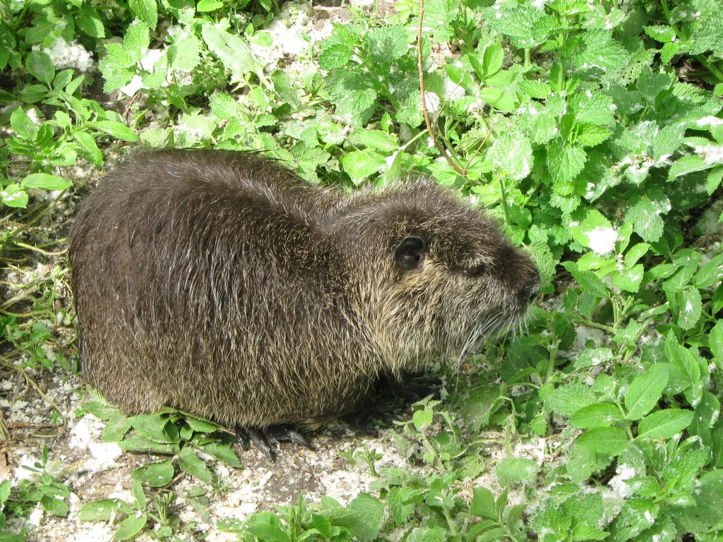 Beaver, Varna Zoo by Vladimir Tsekov