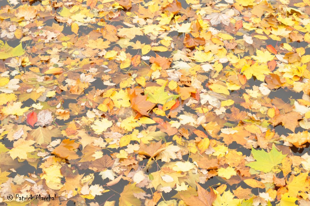 Feuilles flottantes by patrick marchal