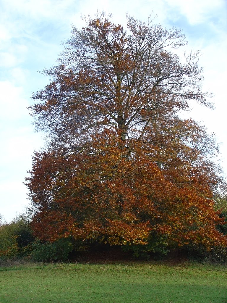 Autumn 2007, Verulam Park - St Albans by Paul HART