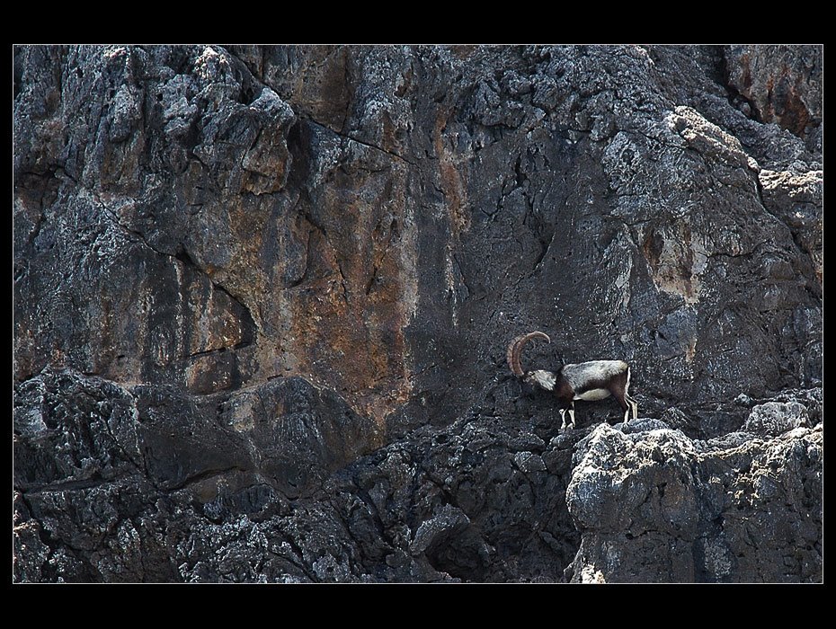 Kri-Kri Goat at Agios Thodorou by Jan Balaz