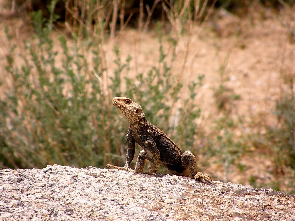 Desert Lizard by parastoooo