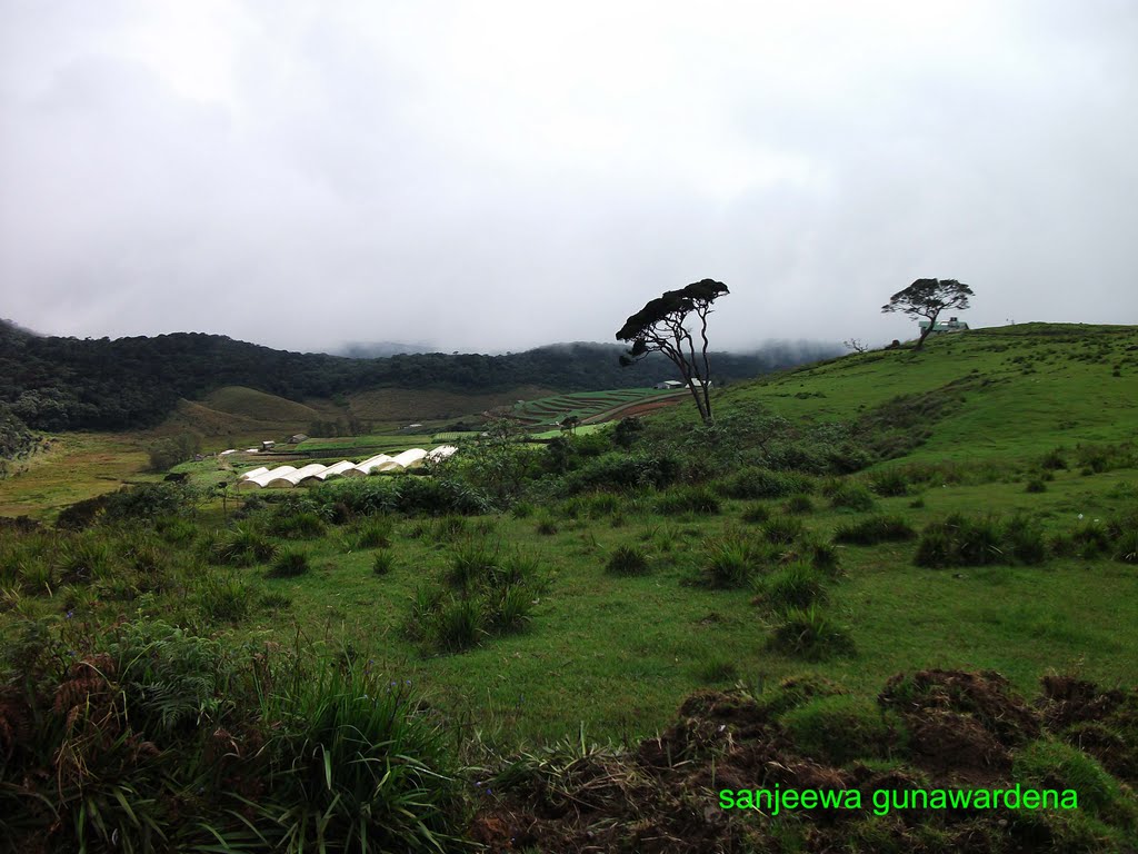 Nuwara eliya to hortan plains by sanjeewa gunawardena