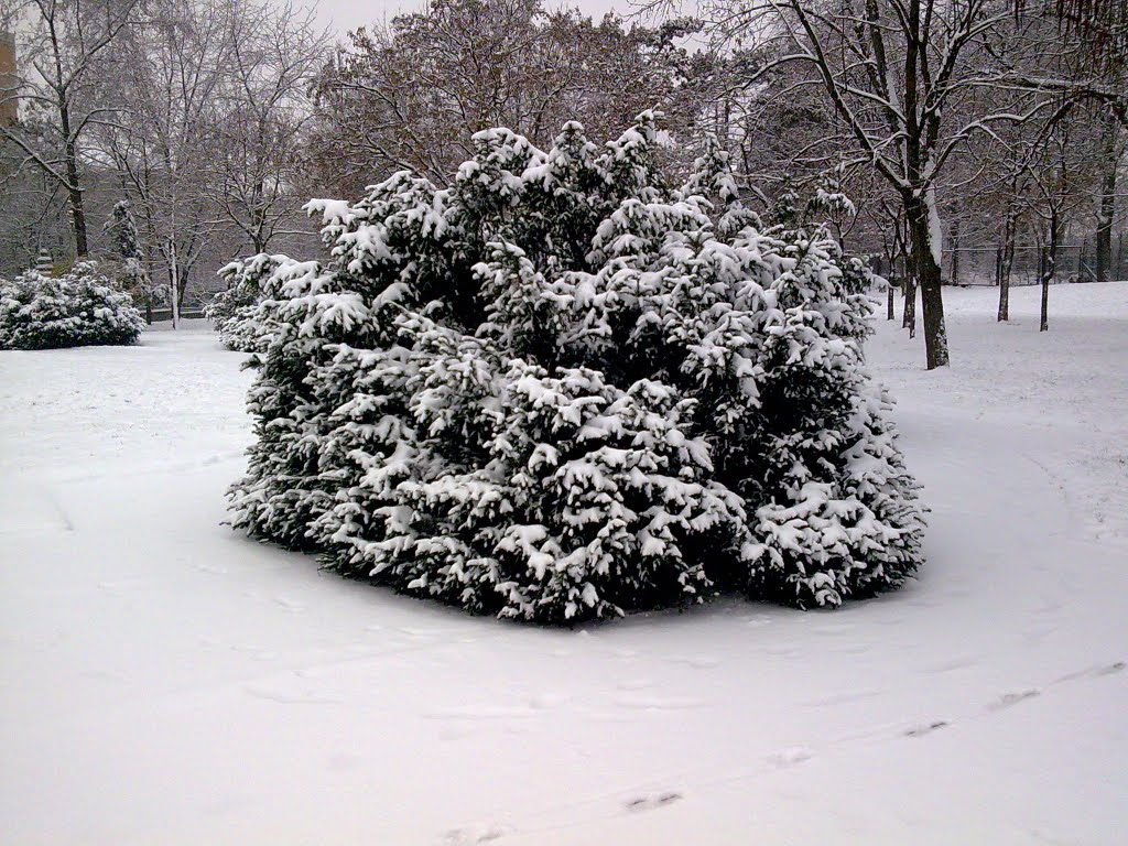 Winter in Oradea by Son of encouragement