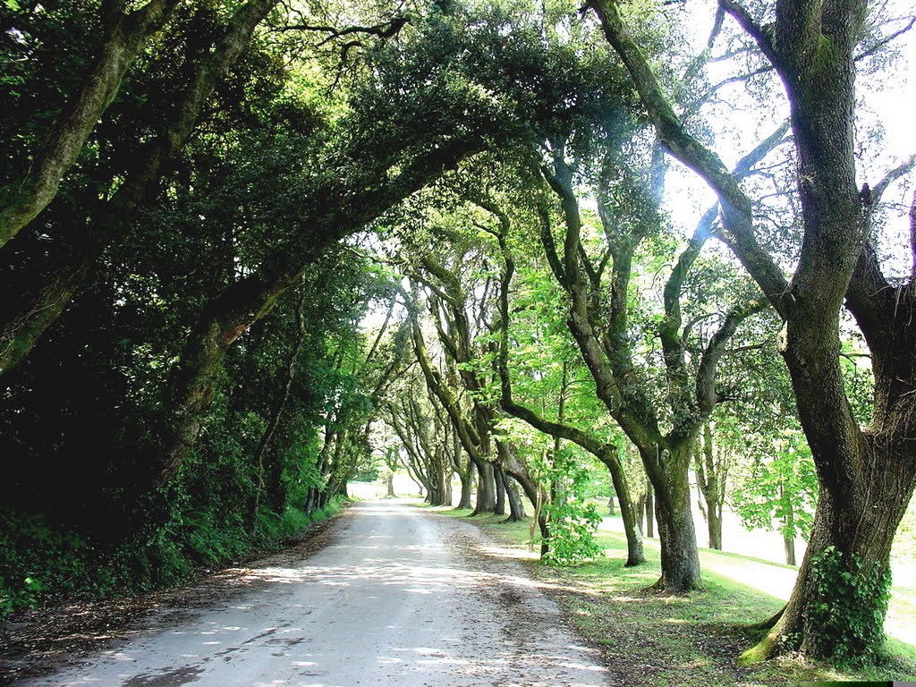 COMILLAS AVENIDA by SUAVIA/Miguel 2