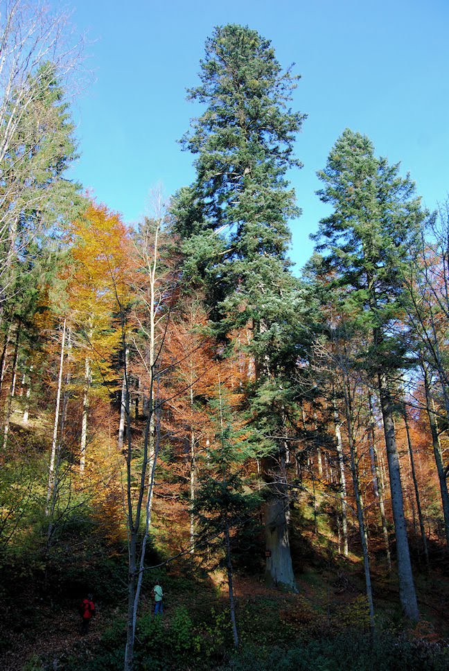 The tallest fir tree in southwest Germany (Kostgrund) by Dieter Knausenberger