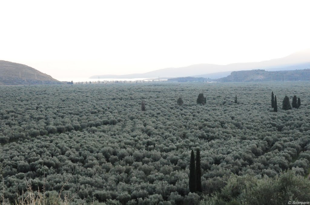 Olive Planting - Itéa #sc by Cassio Scomparin