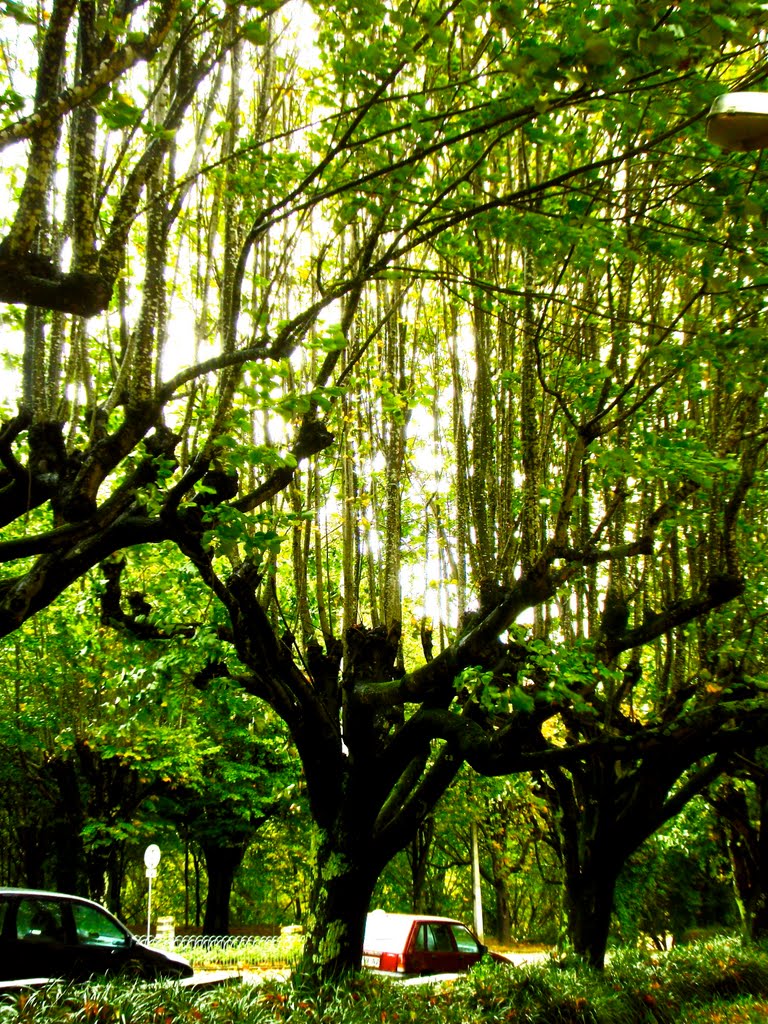 Parque da S.ra da Saude by Guizel